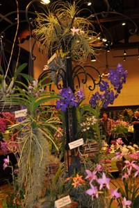 American Orchid Society Show Trophy Andys Orchids ST 85 pts.